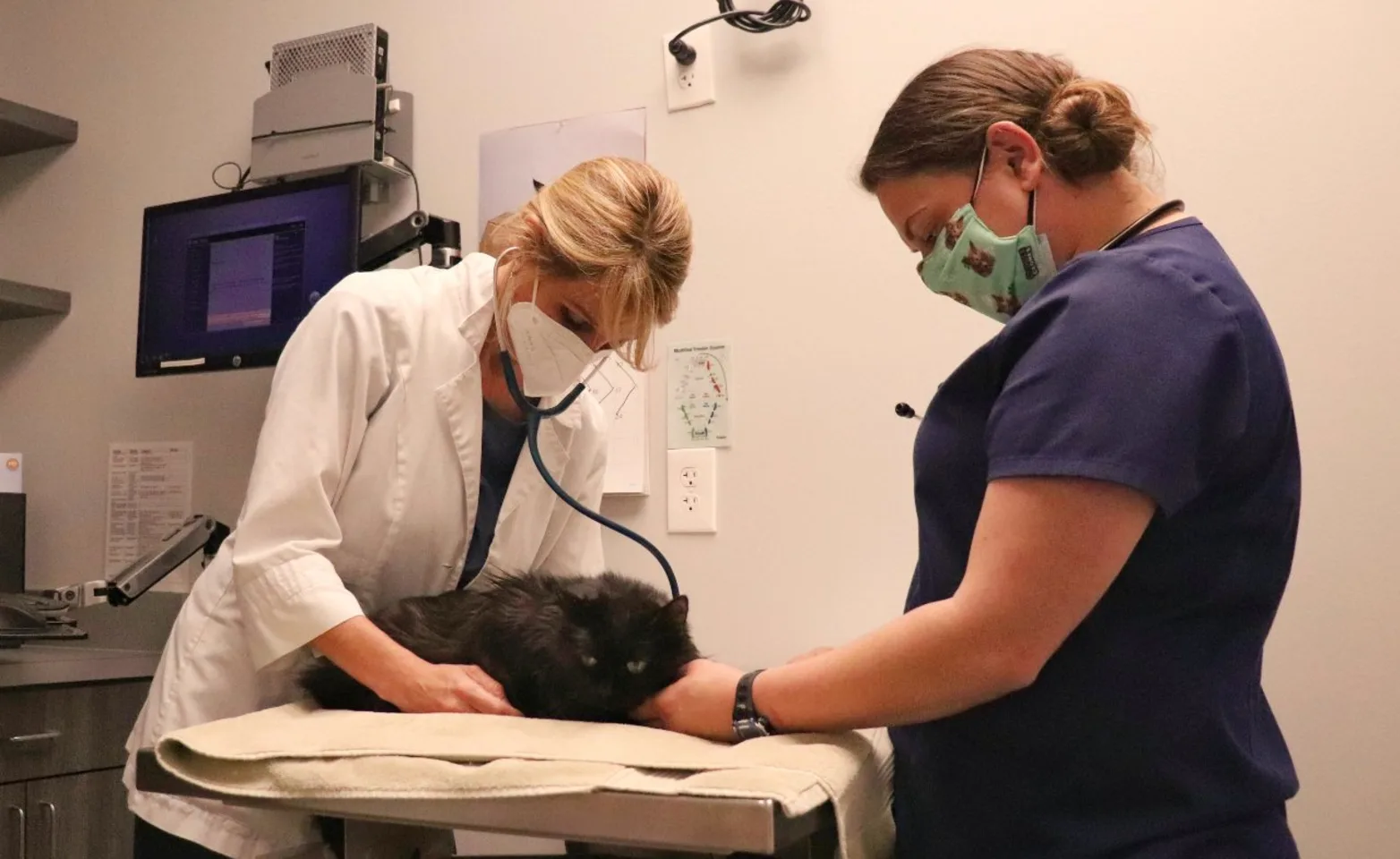 Senior cat getting medical care.